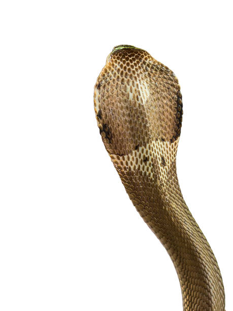 istock Colorful patterned hood of a cobra roll on a white background. 1144539363
