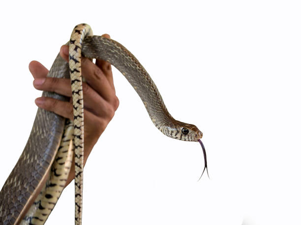 istock Banded rat snake  on white background. 1144539465