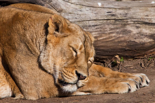 istock A powerful lioness sleeping sleepily imposingly resting her head on her paws 1144540058