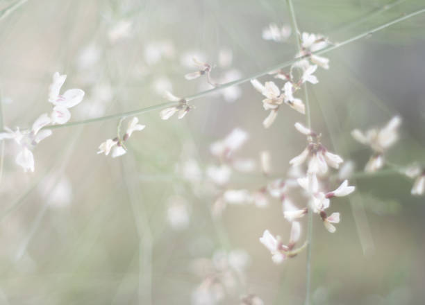 istock Summer grass field with flowers, abstract background concept, soft focus, bokeh 1144540288