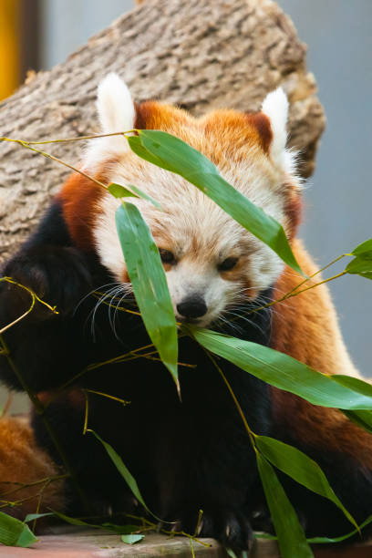 istock little panda (or cat bear) gently eats leaves and bamboo shoots 1144540490