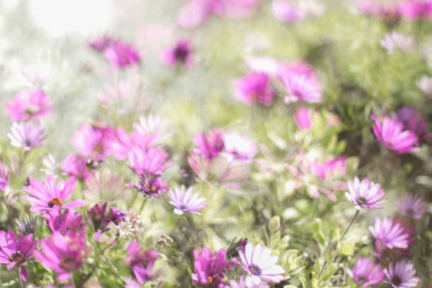 istock Pink cosmos flower in the meadow 1144542053