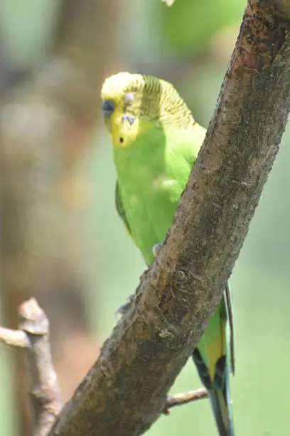 Green and yellow budgie with his eyes closed in a tree.