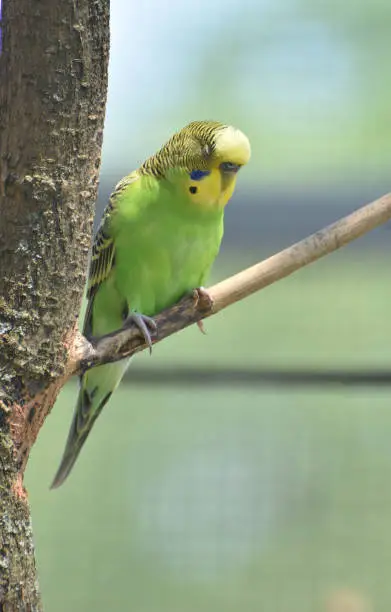 Pretty bright green and yellow parakeet sitting in a tree.