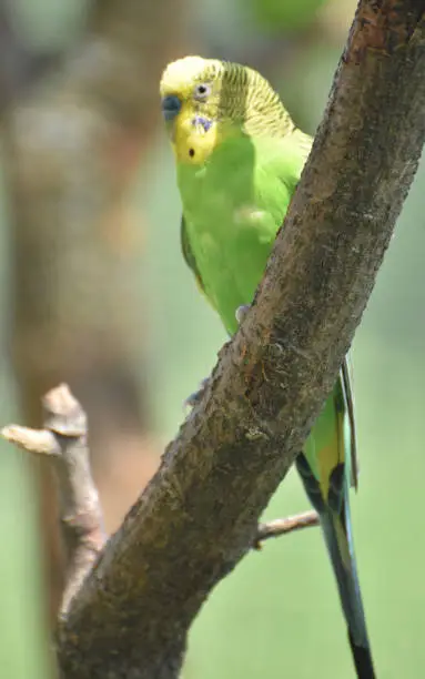 Yellow parakeet bird sitting on a tree branch.