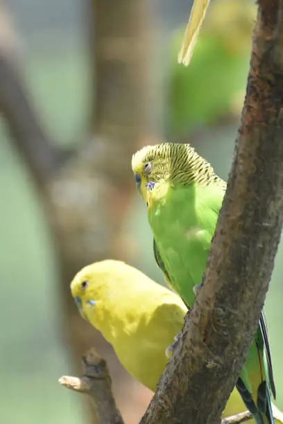 Pair of yellow and green budgerigars sitting together.