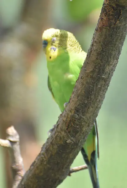 Bright green and yellow budgie with his eyes closed.