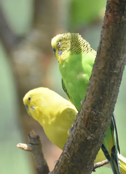 Two sleeping budgies perched together in a tree.