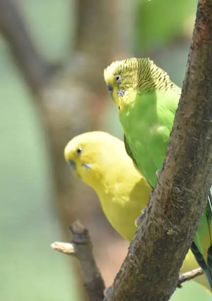 Bright colored pair of parakeets sitting together in a tree.