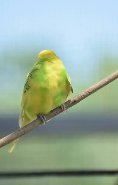 Yellow and green parakeet looking back over his shoulder.