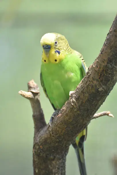 Pretty yellow and green budgie sitting in a tree.