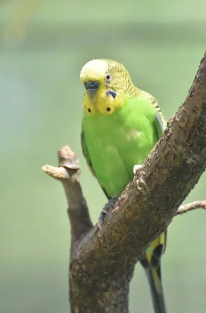 Bright yellow and green common parakeet perched in a tree.