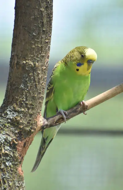 Green and yellow common parakeet resting in a tree.