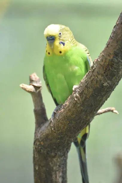 Very bright colored common parakeet in a tree perch.