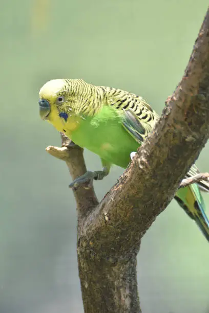 Bright colored parakeet perched in a tree.