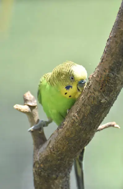 Green and yellow budgie pecking at the tree trunk.