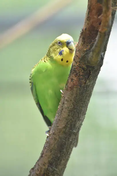 Green and yellow bright colored parrotlet on a tree perch.