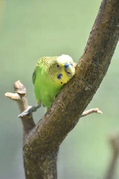 Playful and fun parakeet sitting in a tree.