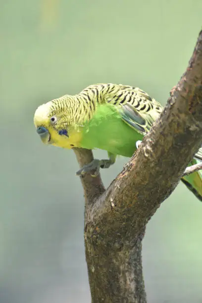 Yellow, green and black striped feathers on a budgie.