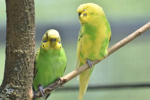 Pair of colorful parakeets perched on a tree branch.
