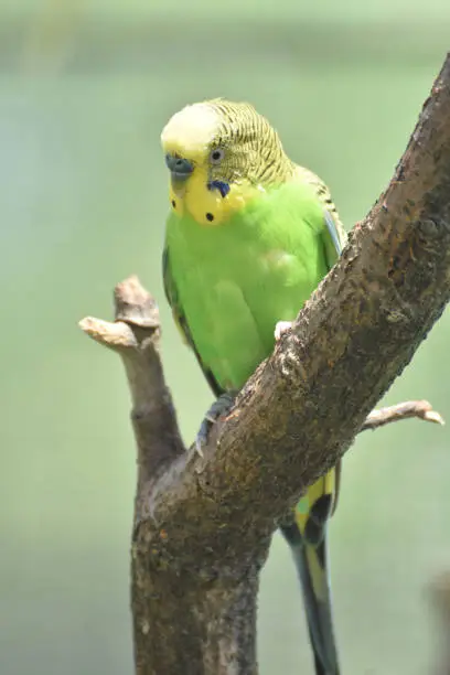 Fun colorful green and yellow budgie sitting in a tree.