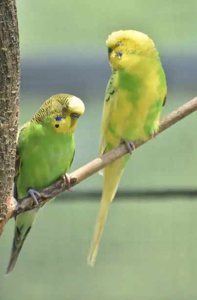 Beautiful pair of bright colored budgies sitting together on a tree branch.