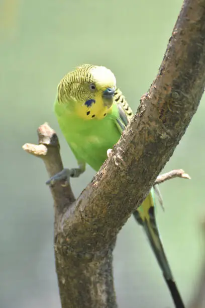 Colorful budgerigar sitting perched on a tree branch.