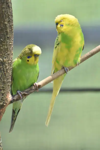 Pair of pretty budgies sitting perched in a tree.