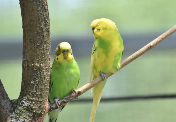 Branch with a pair of budgies sitting together.