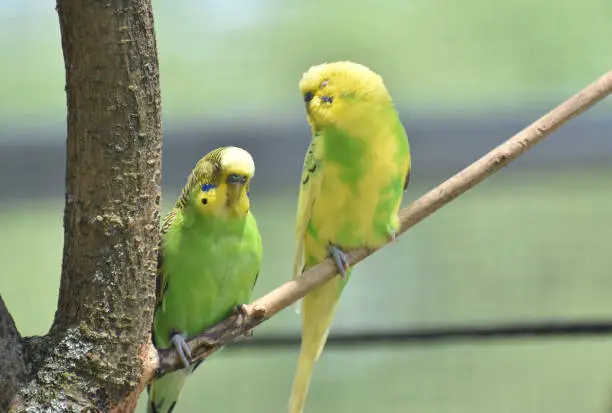 Two yellow and green parakeets sitting on a tree branch.