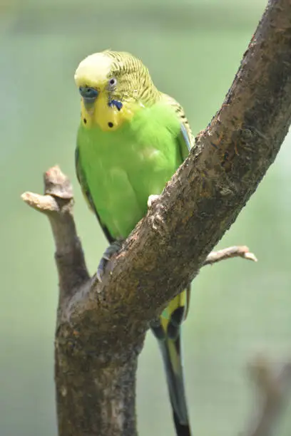 Yellow and green parakeet perched in a tree.