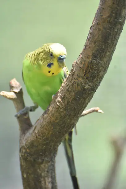 Great green and yellow parakeet walking up a tree.