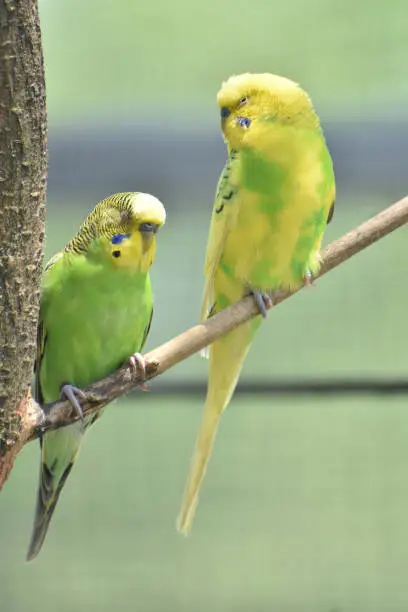 Pair of parakeets with their eyes closed in a tree.