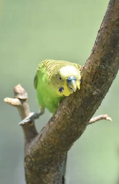 Very pretty parakeet squaking in a tree perch.