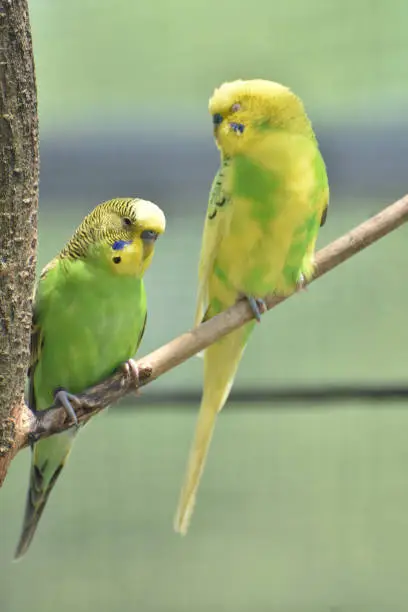 Two budgies sitting together posing in a tree.