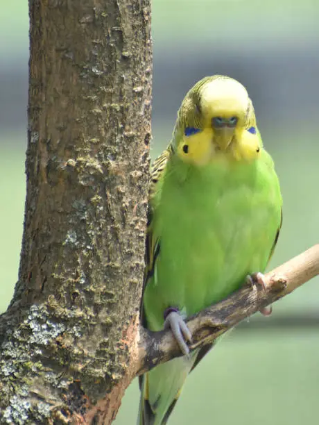 Very pretty bright colored yellow and green common parakeet.