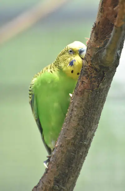 Yellow and green parakeet climbing up a tree with his beak.