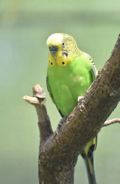 Yellow and green shell parakeet perched in a tree.