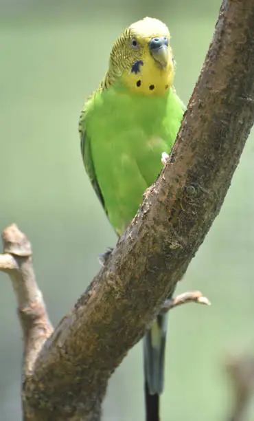 Common parakeet with a green chest and yellow head.