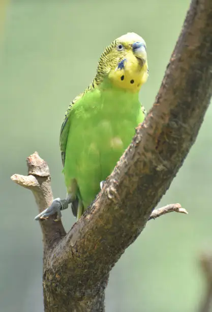 Parakeet in a tree on a sunny summer day.