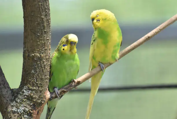 Pretty pair of yellow and green budgies in a tree.