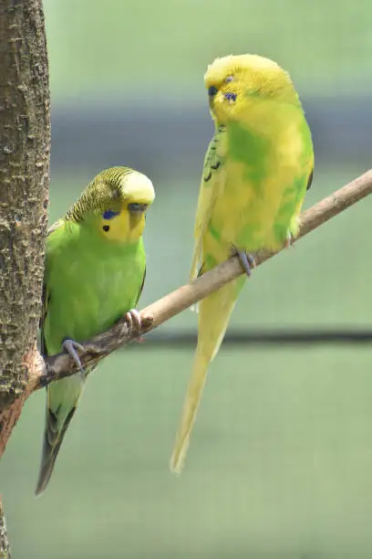 Pretty pair of budgies with colorful feathers in a tree.