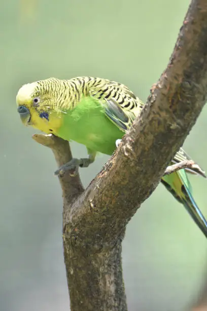 Budgie with black striped feathers on his back.