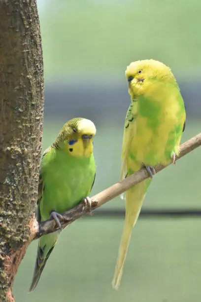Romantic pair of colorful parakeets in a tree.