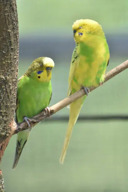 Pair of true parrots perched on a tree branch.