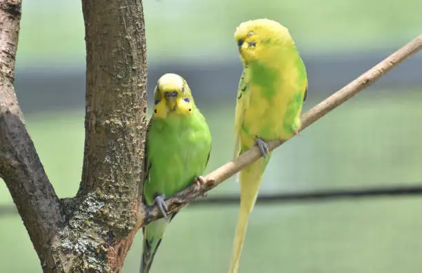 Pair of birght colored parakeets sitting in a tree.