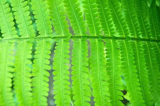 istock fern leaf detail close-up 114454347