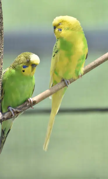 Pair of common parakeets sitting with their eyes closed.