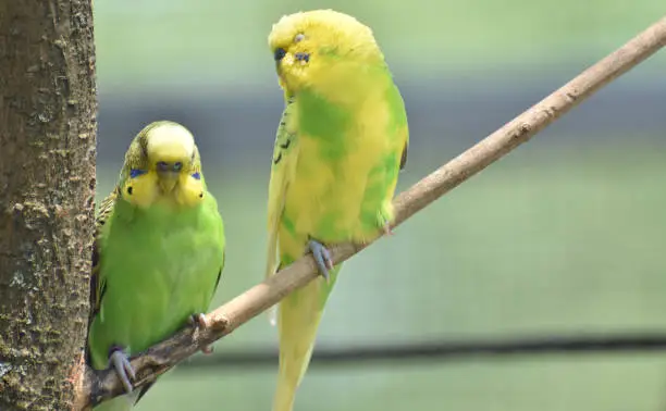 Colorful yellow and green common parakeets in a tree.