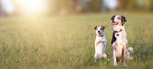 BANNER TWO HAPPY DOGS ON GREEN DEFOCUSED GRASS BACKGROUND. JACK RUSSELL AND BORDER COLLIE.